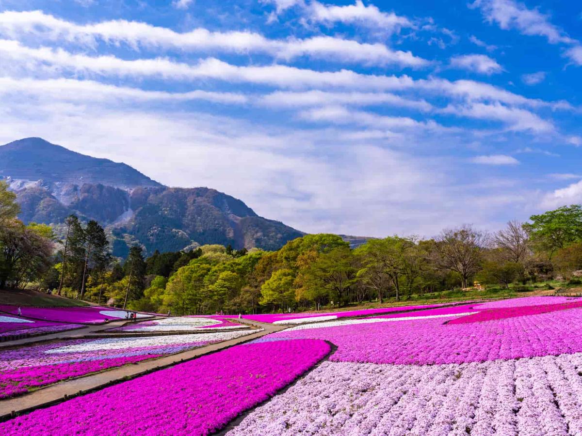 羊山公園】芝桜の見頃や開花状況は？まつり情報や芝桜以外の魅力も紹介